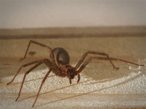 Brown Recluse Spider Bite Appearance Symptoms And Home
