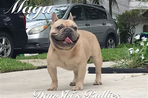 They are raised in a loving. Magu: French Bulldog puppy for sale near Fort Lauderdale ...