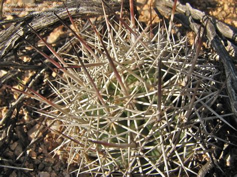 Plantfiles Pictures Acuña Cactus Sclerocactus Erectocentrus Var
