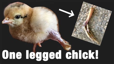 Chick With Broken Leg Amputating Chicken Leg Youtube