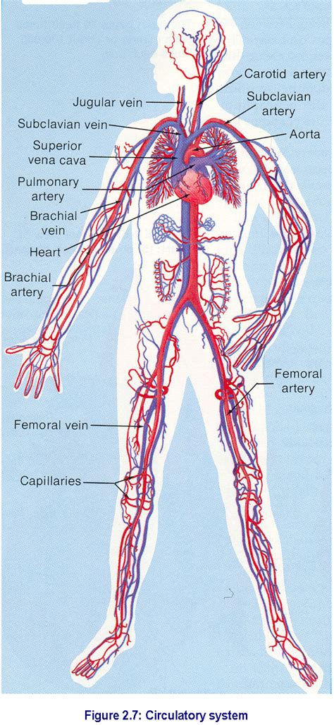 Blood Vessels Labeled Blood Vessel Wikipedia Capillaries Are The