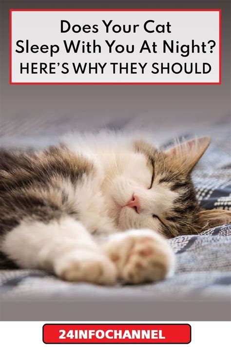 Does Your Cat Sleep With You At Night Heres Why They Should Pet