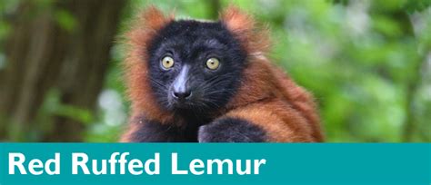 Red Ruffed Lemur Woodland Park Zoo Seattle Wa