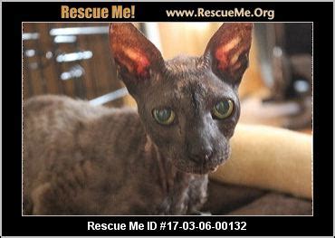 arizona cat rescue adoptions rescuemeorg