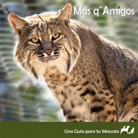 El Gato Montés felis silvestris Revista Más qAmigos
