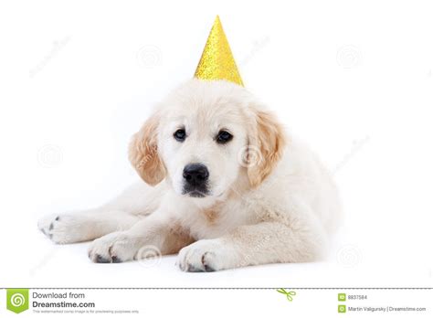 May 03, 2021 · in calendars and sappy greeting cards, labrador retriever puppies cavort and cuddle, but those aren't the labs a hunter loves. Young Golder Retriever Puppy With Birthday Hat Stock Photo ...