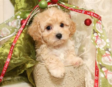 All I Want For Christmas Cavachon Puppies Cute Little Animals Cute