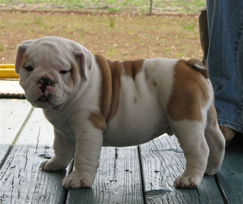 The father to this litter is the well known gold sierra urek aka. English Bulldogs For Sale In Texas Cheap | Top Dog Information