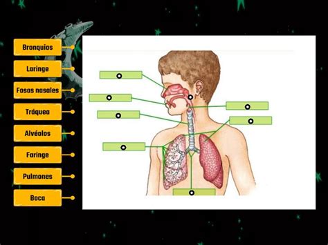 Partes Del Sistema Respiratorio Diagrama Etiquetado