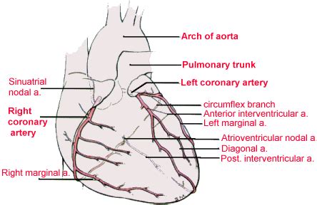 Artery,vein, and nerve, 400x sec. Anatomy and Physiology in the Easiest Way - Cardiovascular ...