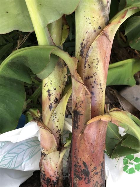 Are These Black Spots A Disease On My Banana Plants Gardening Garden
