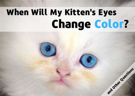 When do kitten's eyes change color? Will My Kitten's Blue Eyes Change Color? (Common Kitten ...