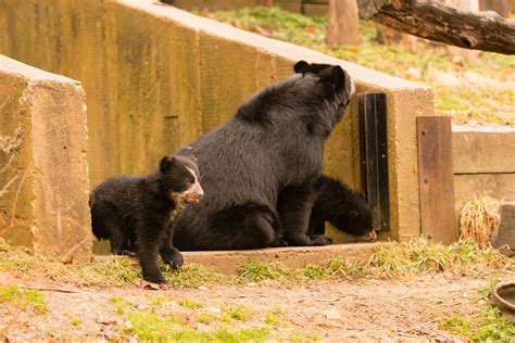 Andean Bear Cubs At National Zoo Named Wtop