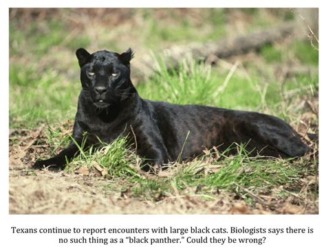 Texas Cryptid Hunter More Black Panther Reports From Texas
