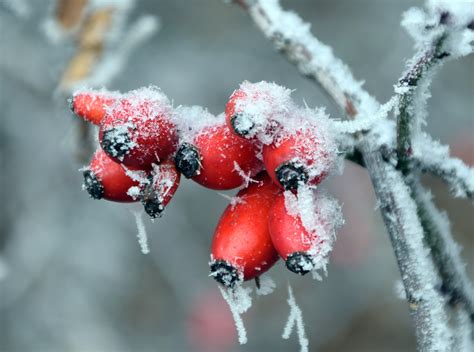 무료 이미지 나무 자연 분기 눈 감기 식물 과일 말린 씨앗 꽃잎 식품 빨간 생기게 하다 날씨 겨울