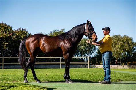 Stallions Gold Front Thoroughbred Breeding