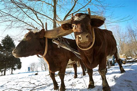Oxen Yoke Stock Photos Pictures And Royalty Free Images Istock