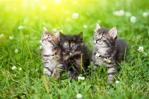 Three cute kittens in the meadow - Little Miss Cat