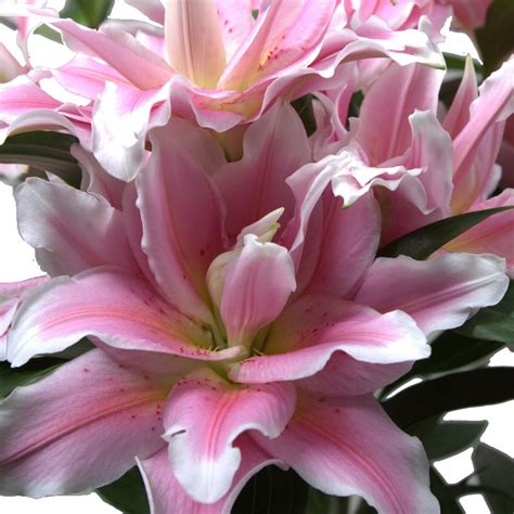 Lys en pot à double fleurs Lilium Plants