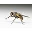 House Fly Genome Could Reveal Insights Into Insecticide Resistance  On
