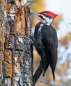 Pileated Woodpecker - Birds and Blooms