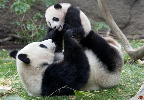 Mother Playing With Her Baby Panda Mothers And Babies