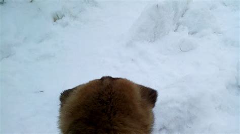 Цена на породистого щенка начинается от 15 тысяч рублей. Американская Акита. Маленькая, а уже злючка! - YouTube