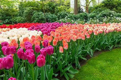 Guide To Planting Tulips How To Plant Grow And Care For Tulips