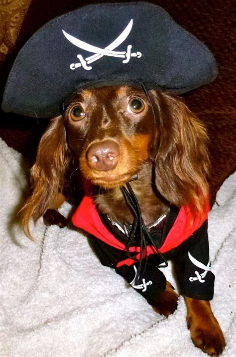 Adam The Pirate With Images Baby Dogs Dog Items Dachshund