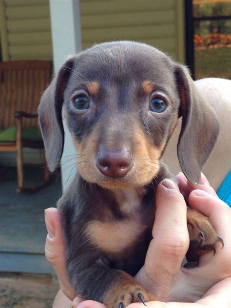The 25 Best Teacup Dachshund Ideas On Pinterest Beagle