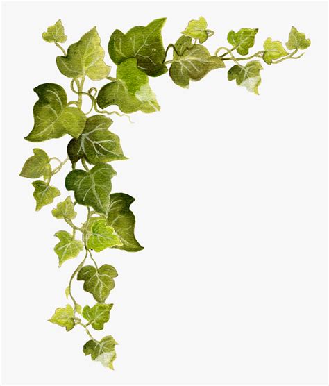 Common Ivy Vine Clip Art Transparent Background Vines Clipart HD Png