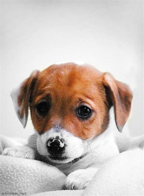 Sad cute puppies compilation ►► enjoy the video? Sad Puppy | Cutest Paw | Cutest Animals | Pinterest | Too ...