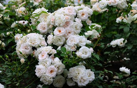 Download White Flower Flower Rose Nature Rose Bush Hd Wallpaper