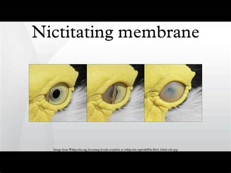 Nictitating Membrane
