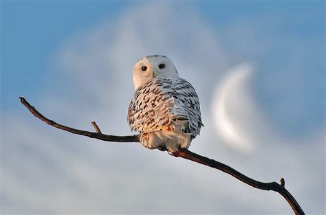 Cute Winter Owl Wallpapers Top Free Cute Winter Owl Backgrounds