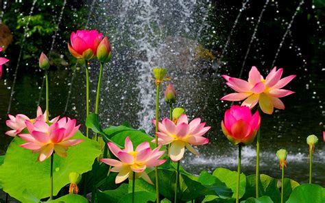 Lotus Flower Garden Wallpapers Top Free Lotus Flower Garden