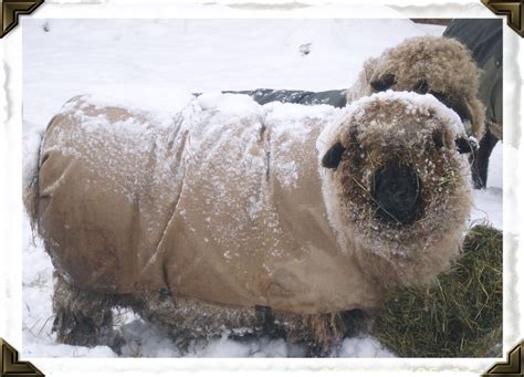 Our Avi Sheep Last Winter Shes Awaiting The First Wi Snow Already Oh