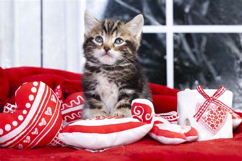 20 Cats Who Want To Be Your Valentine This Valentine S Day [pictures] Cattime Cat Care