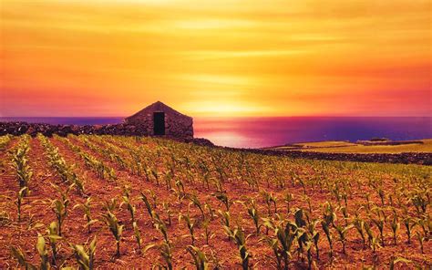 Warm Cornfield Sunset By The Sea Photograph By Marco Sales Fine Art