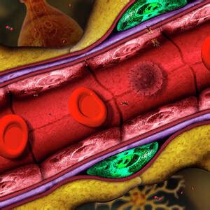 Blood Brain Barrier Photograph By Gunilla Elam Science Photo Library Fine Art America