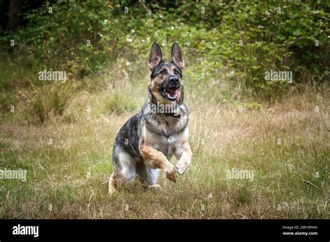 German Shepherd Dog Leaping For Her Ball Stock Photo Alamy