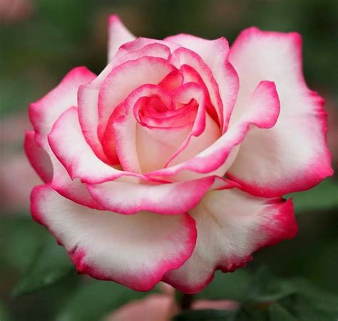 Beautiful Roses Beautiful Roses Wallpapers Oxilo