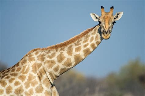 Southern Giraffe Giraffa Photograph By Panoramic Images Fine Art America