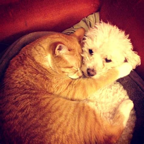 17 Pictures That Prove Cats Have Big Hearts And A Lot Of Love To Give