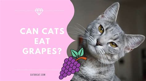 Read the full article here: Can Cats Eat Grapes? | Is it Poisonous? | What Will Happen ...
