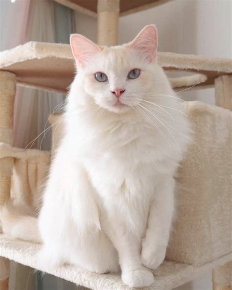 Lynx Point Ragdoll Cat Info Facts Traits And More With Pictures