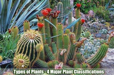 Classification Of Plants 4 Major Types Of Plants Biology Explorer