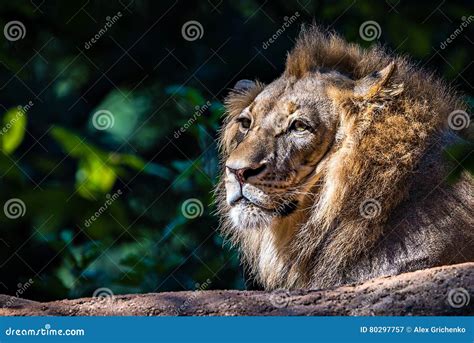 Lion Relaxing In The Sun Stock Image Image Of Mane Anymal 80297757
