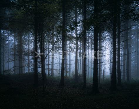 Dark Misty Forest Photography Art Prints And Posters By Craig Joiner