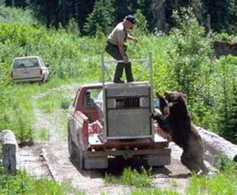 Forest Ranger Attacked By Grizzly Bear 9 Photos Klykercom